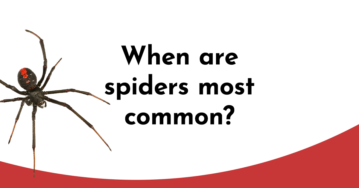 10 Fun Facts About Spiders Preferred Pest Control